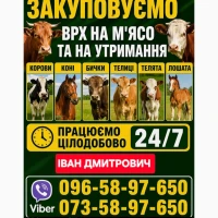 Закуповуємо ВРХ Корови Коні Бички Телиці Телята На М#039;ясо На Тримання