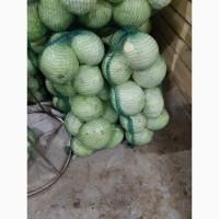 Продам капусту з ПДВ
