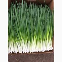 Продам цибулю перо