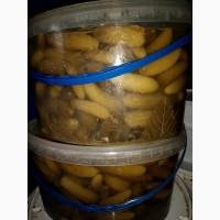 Продам квашений маленький огірок +-500 кг