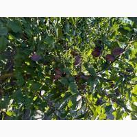 Продам саджанці плодових дерев та кущів, а також декоративних рослин