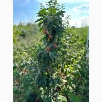 Продам саджанці плодових дерев та кущів, а також декоративних рослин