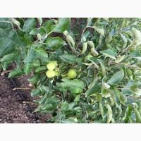 Продам саджанці плодових дерев та кущів, а також декоративних рослин