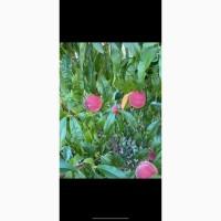 Продам саджанці плодових дерев та кущів, а також декоративних рослин