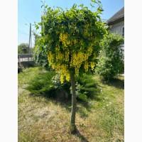 Продам саджанці плодових дерев та кущів, а також декоративних рослин