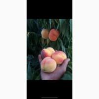 Продам саджанці плодових дерев та кущів, а також декоративних рослин