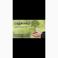Продам саджанці плодових дерев та кущів, а також декоративних рослин