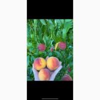 Продам саджанці плодових дерев та кущів, а також декоративних рослин