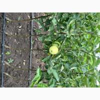 Продам саджанці плодових дерев та кущів, а також декоративних рослин