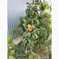 Продам саджанці плодових дерев та кущів, а також декоративних рослин