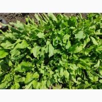 Продам щавель оптом