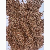 Продам лен масличный 120т., горчицу белую 65т