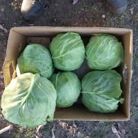 Продам молоду капусту