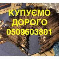 Куплю шкури шкіри хутро ДОРОГО