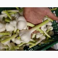 Експорт часнику