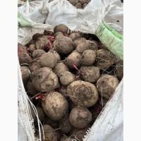 Продам буряк