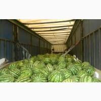 Продам Кавун/не дорого/Київ/2 КАТКА