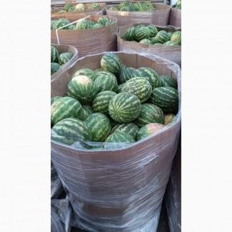 Продам Кавун/не дорого/Київ/2 КАТКА