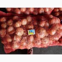 Продам лук цибулю Умань