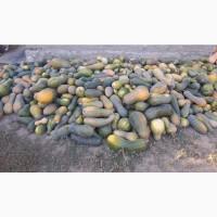 Продам кашові гарбузи на корм тваринам