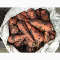 Продам середню моркву