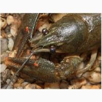 Купляємо рака цілий рік