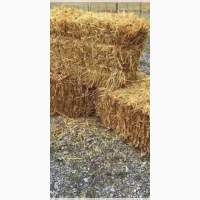 Продам солому пшеничную в тюках = 130гр. г. Днепр