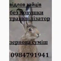 Відлов зайців без ловушки