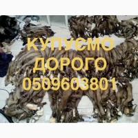 Куплю шкури куниць куниці шкіри