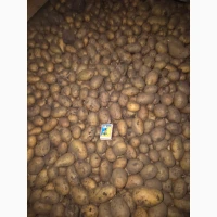 Продам картофель семенной