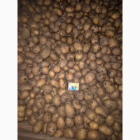 Продам картофель семенной