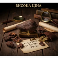 Бобровий струмінь