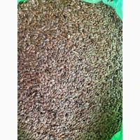Продам насіння льон олійний 80т, можна для посіву. попередньо очищений