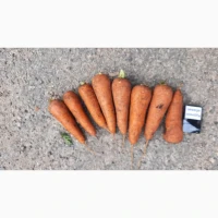 Продам свежеперебранную морковь