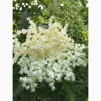 Продам цвіт бузини морожений