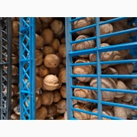 Продам грецький горіх