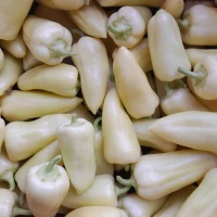 Продам перець Хаскі