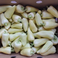 Продам перець Хаскі