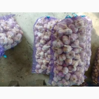Часник Любаша 1 репродукція