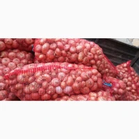 Продам цибулю сорт штутгарт