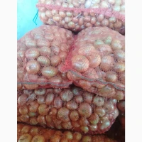 Продам цибулю сорт штутгарт