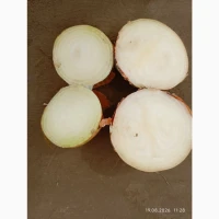Продам цибулю сорт штутгарт