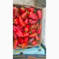 Продам перець Ферарі, Кантата, кубовидний