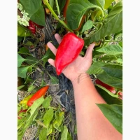 Продам перець Ферарі, Кантата, кубовидний