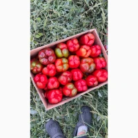 Продам перець Ферарі, Кантата, кубовидний