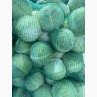 Продам капусту