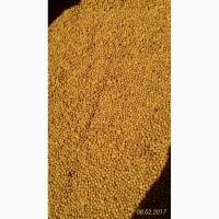 Продам семена горчицы белой, жёлтой на сидераты и семена