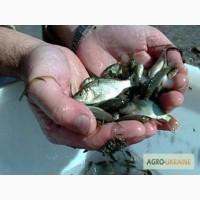 Продам рибу и зарыбок короп,белый амур,толстолоб