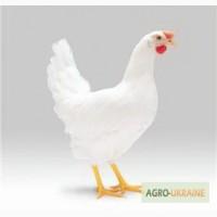 Продам курку несушку Ломан Вайт