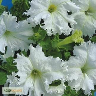 Продам семена Петуния крупноцветковая бахромчатая Крайкови Завой F1
